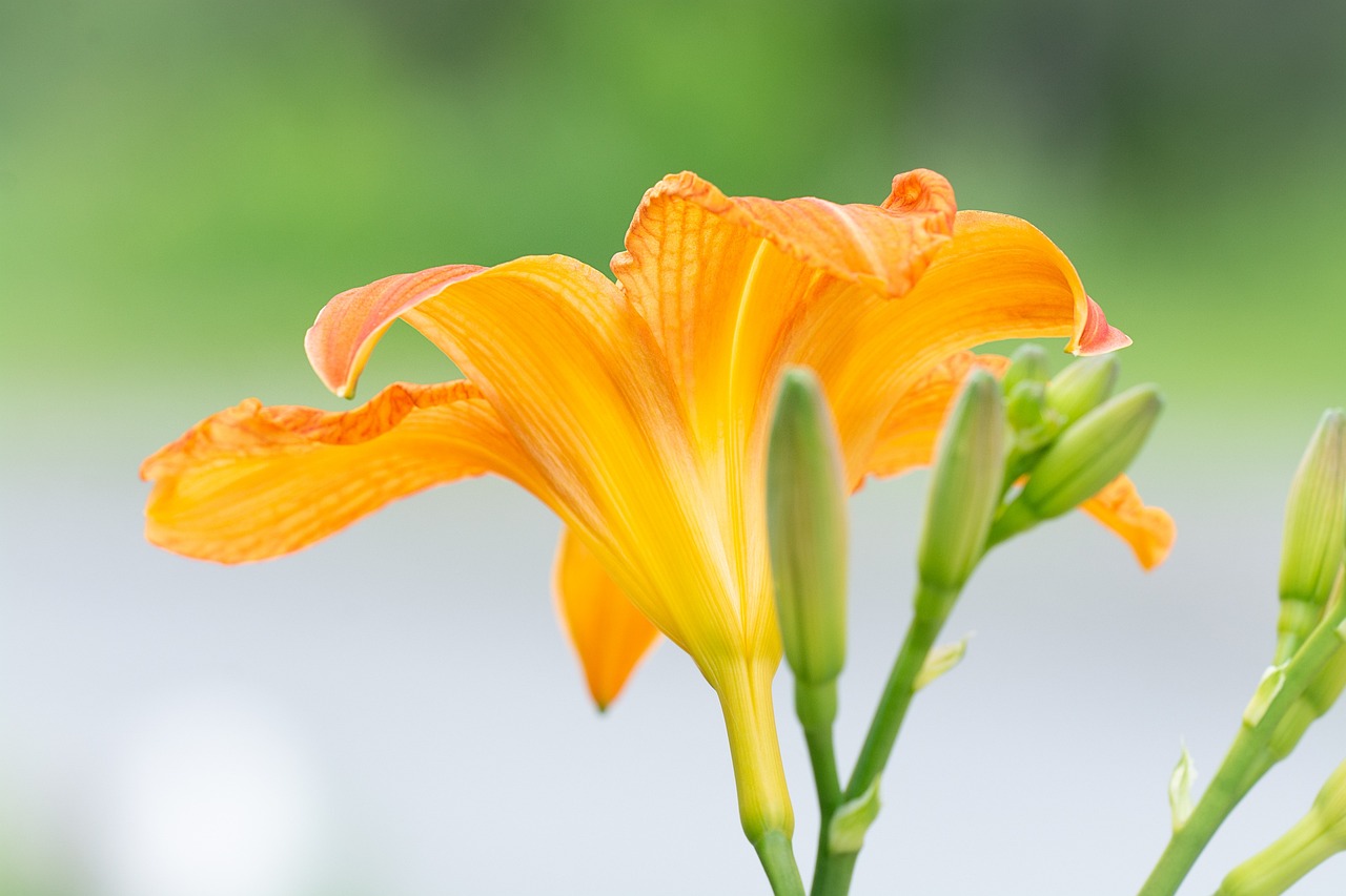 西美花盛最新動態(tài)，新篇章綻放盛開